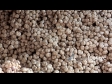 Garlic at Market 2 2262